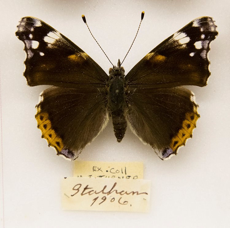 Vanessa atalanta (unique natural cold shock aberration, Stathan, 1906) [Internet image property of respective owner, non commercial use only]